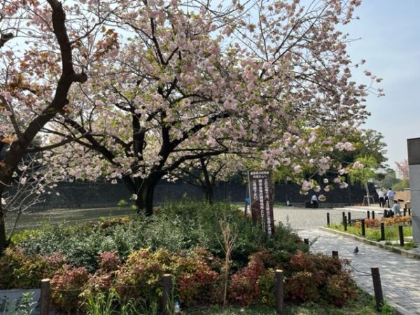 本日は午前、夕方、都内で食品の定期配送を行いました。配送の合間に時間があったので皇居にいったらまだ桜が咲いていました。